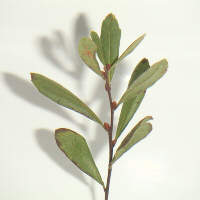  Bog Myrtle sprig 